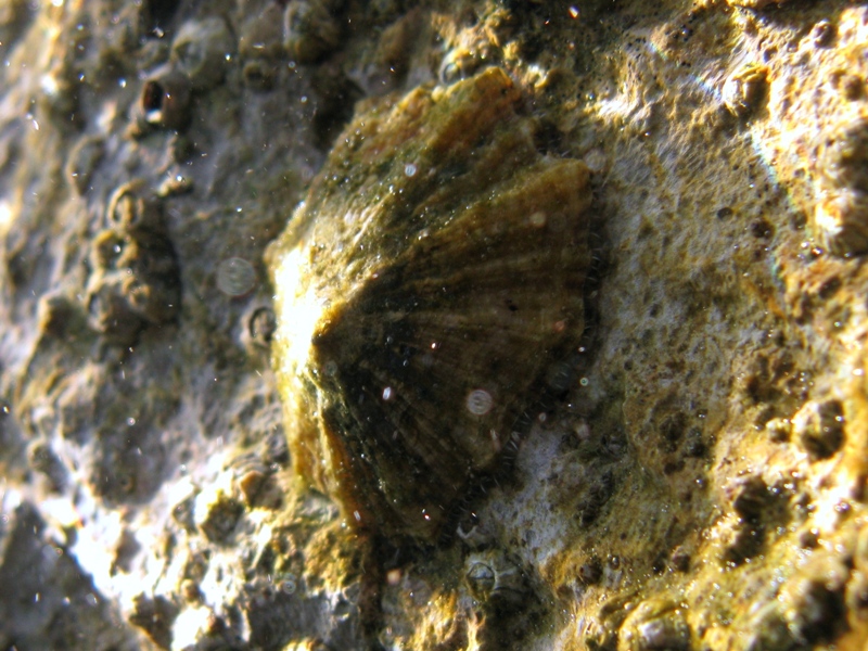 Patella caerulea
